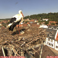 12_15-nest.jpg