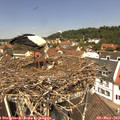 12_20-nest.jpg