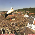 12_25-nest.jpg