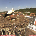 12_30-nest.jpg