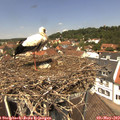 12_35-nest.jpg