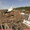 12_45-nest.jpg