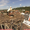 12_50-nest.jpg