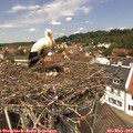12_55-nest.jpg