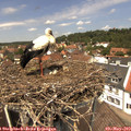 13_00-nest.jpg