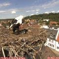 13_05-nest.jpg