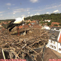 13_10-nest.jpg