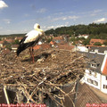 13_15-nest.jpg