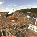 13_20-nest.jpg