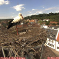 13_25-nest.jpg