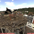 13_30-nest.jpg