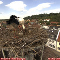 13_35-nest.jpg