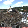 13_40-nest.jpg