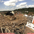 13_45-nest.jpg