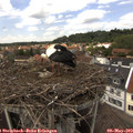 13_50-nest.jpg