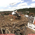 13_55-nest.jpg