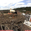 14_00-nest.jpg
