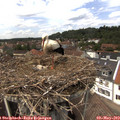 14_05-nest.jpg