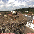 14_10-nest.jpg