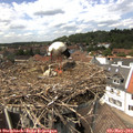 14_15-nest.jpg