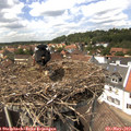 14_20-nest.jpg