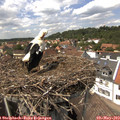 14_25-nest.jpg