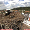 14_30-nest.jpg