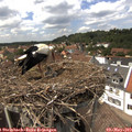 14_35-nest.jpg
