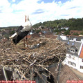 14_45-nest.jpg