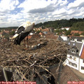 14_50-nest.jpg