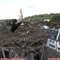 14_55-nest.jpg