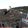15_00-nest.jpg