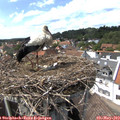 15_05-nest.jpg