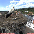 15_10-nest.jpg