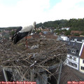 15_15-nest.jpg