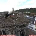 15_20-nest.jpg