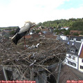 15_25-nest.jpg