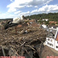 15_30-nest.jpg