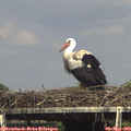 15_40-mast.jpg