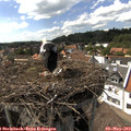 15_45-nest.jpg