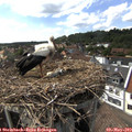 15_50-nest.jpg