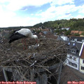 15_55-nest.jpg