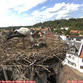 16_00-nest.jpg
