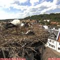 16_05-nest.jpg