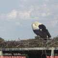 16_10-mast.jpg