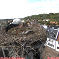 16_10-nest.jpg