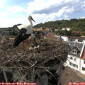 16_25-nest.jpg