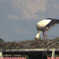 16_30-mast.jpg