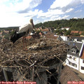 16_40-nest.jpg