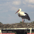 16_45-mast.jpg